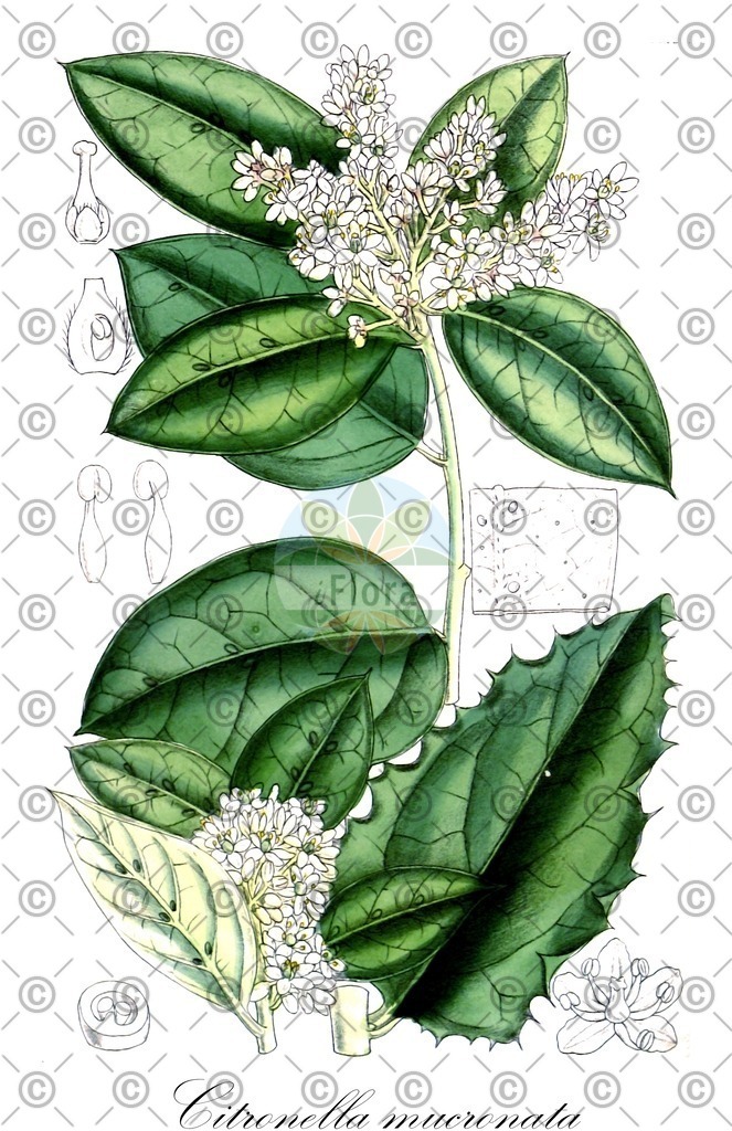 HistAbb_wfo-0000607736_1_ENZY_Simple | Historische Abbildung von Citronella mucronata - Cardiopteridaceae | Historical Illustration of Citronella mucronata - Cardiopteridaceae