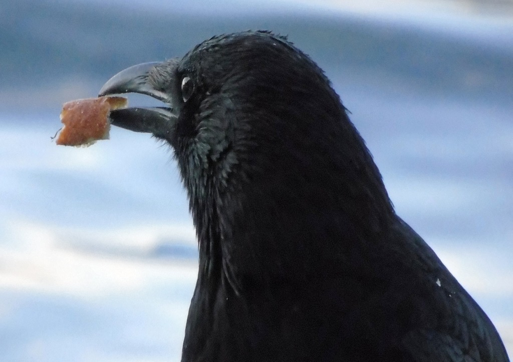Blackbird1 | huwimedia-fotografie - Realisiert mit Pictrs.com