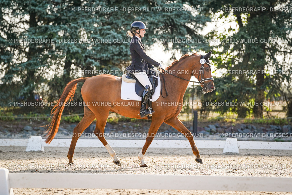 DSC08113 | Pferdegrafie