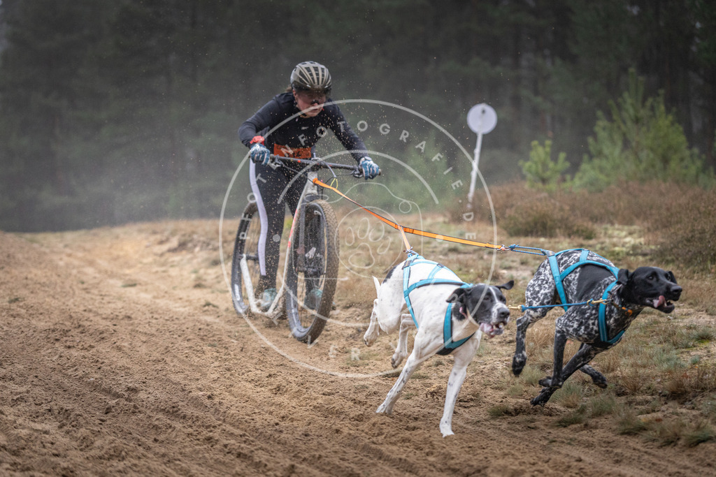Pfotenfotografie_DV3A0799 | Hundefotografie, Tierfotograf, Pfotenfotografie, Fotoshooting Hund, Hunde Portrait, Hundesport, Hundeportraits, Heideshooting, Hunde, Sportfotograf, Hundefotograf, Turnierhundsport, THS,  - Realisiert mit Pictrs.com