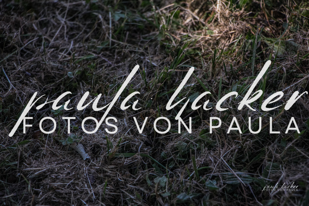 IMG_1412 | Erleben Sie dynamische Sport- und emotionale Tierfotografie in Süddeutschland mit Fotos von Paula. Spezialisiert auf Pferde- und Hundefotografie sowie Sportevents. Kontaktieren Sie mich für einzigartige und ausdrucksstarke Bilder Ihrer besonderen Momente.