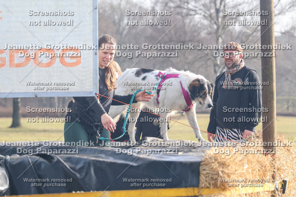 Dog Paparazzi - Strongdog North Mrz26-259 | Dog Paparazzi Jeanette Grottendiek Fotografie & Videografie - Realisiert mit Pictrs.com