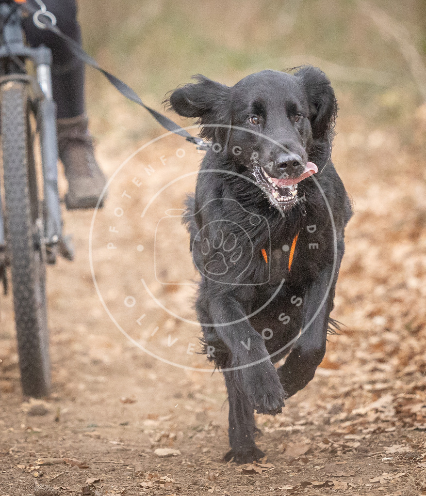 Pfotenfotografie_DV3A5905 | Hundefotografie, Tierfotograf, Pfotenfotografie, Fotoshooting Hund, Hunde Portrait, Hundesport, Hundeportraits, Heideshooting, Hunde, Sportfotograf, Hundefotograf, Turnierhundsport, THS,  - Realisiert mit Pictrs.com