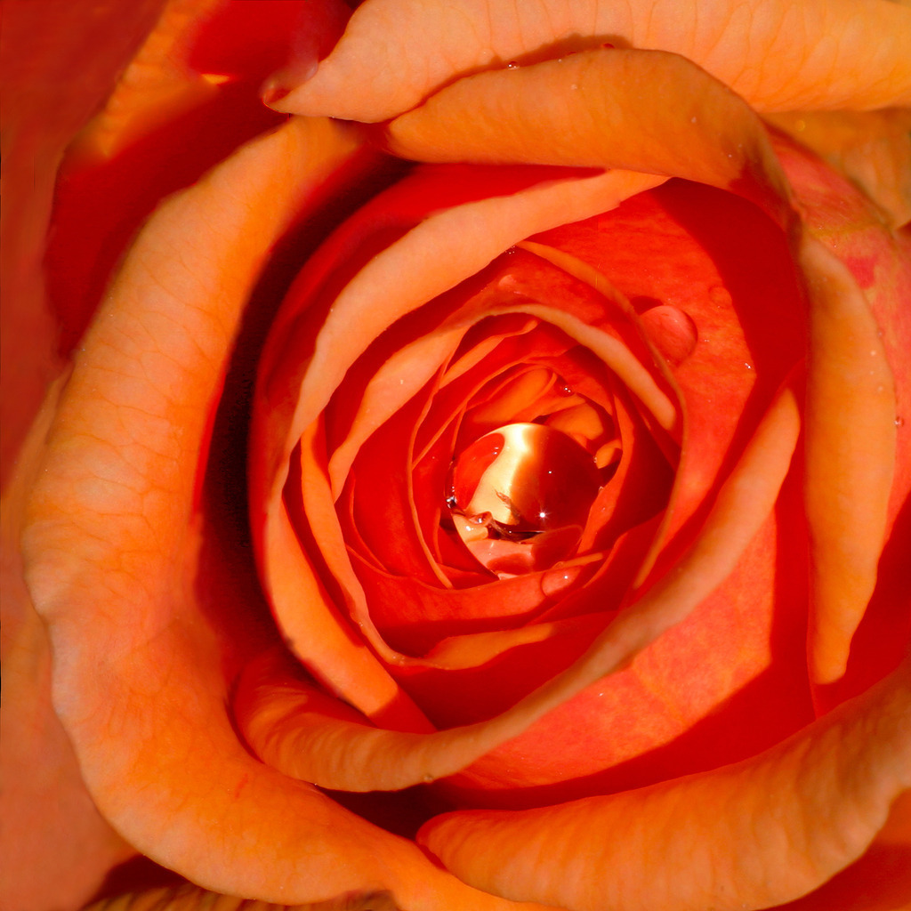 Rosentau_00018a | Nahaufnahme einer Rose mit  Wasserperle 
