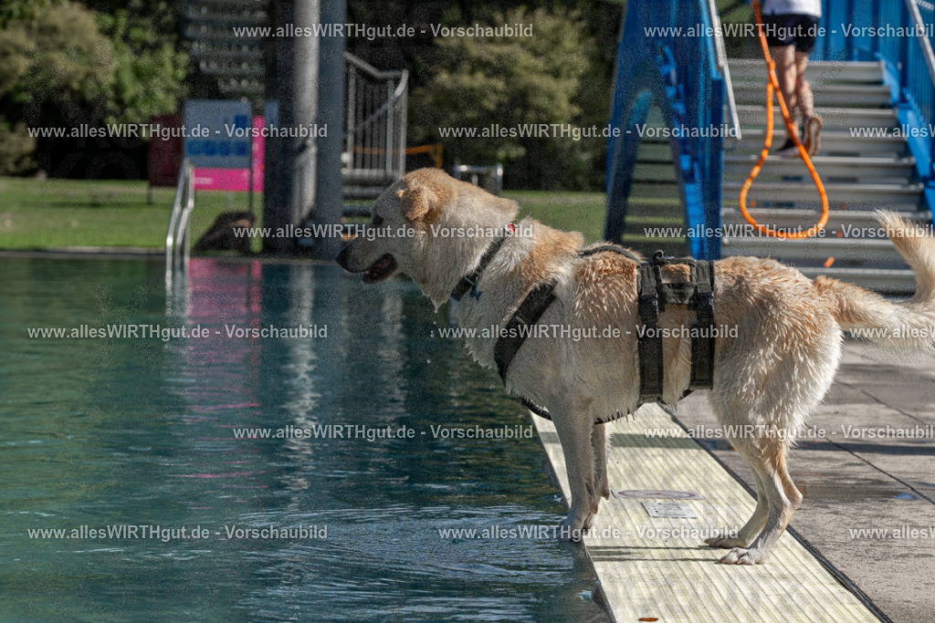 Hundeschwimmen_Volksbad_2026-allesWIRTHgut_Tierfotografie-2609061554-FAY07337 | Professionelle Tierfotografie in Mönchengladbach von Daniel Wirth (allesWIRTHgut). Liebevolle & natürliche Bilder von Hunden & Katzen für unvergessliche Erinnerungen.