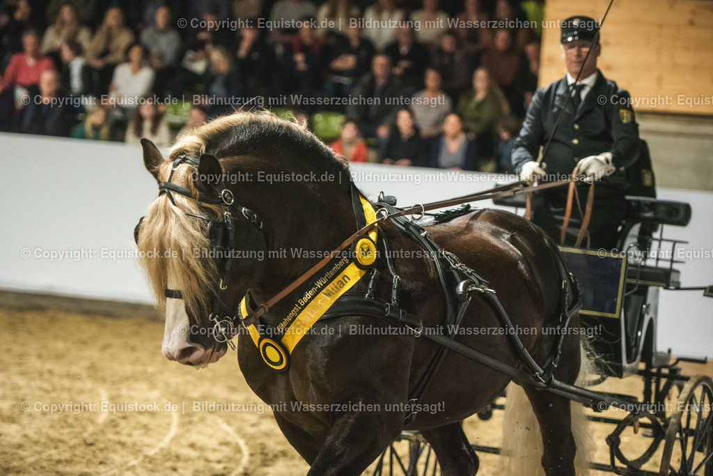20240302_Hengstvorstellung_Marbach_TOMsPiC_0647 | equistock