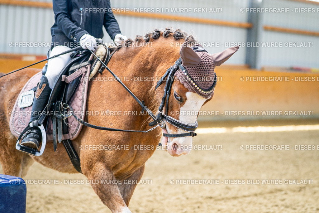 DSC03022 | Pferdegrafie