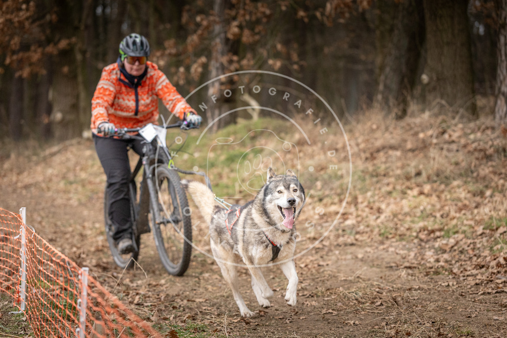 Pfotenfotografie_DV3A1701 | Hundefotografie, Tierfotograf, Pfotenfotografie, Fotoshooting Hund, Hunde Portrait, Hundesport, Hundeportraits, Heideshooting, Hunde, Sportfotograf, Hundefotograf, Turnierhundsport, THS,  - Realisiert mit Pictrs.com