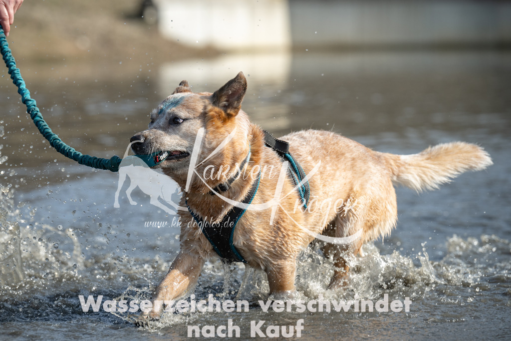 1300_ZZ93772 | kk-dogfotos