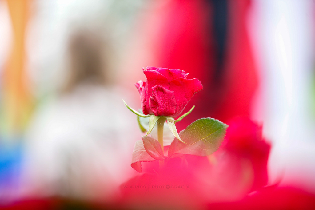 ..... | LINZ,AUSTRIA, 23.06.24, ÖGK Frauenlauf Linz  , Image shows: Photo: WAPICS / Andreas Willdoner