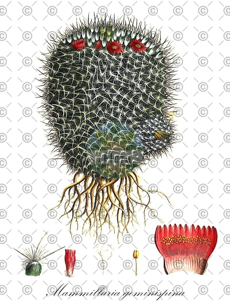HistAbb_wfo-0000234926_1_ENZY_Simple | Historische Abbildung von Mammillaria geminispina - Cactaceae | Historical Illustration of Mammillaria geminispina - Cactaceae