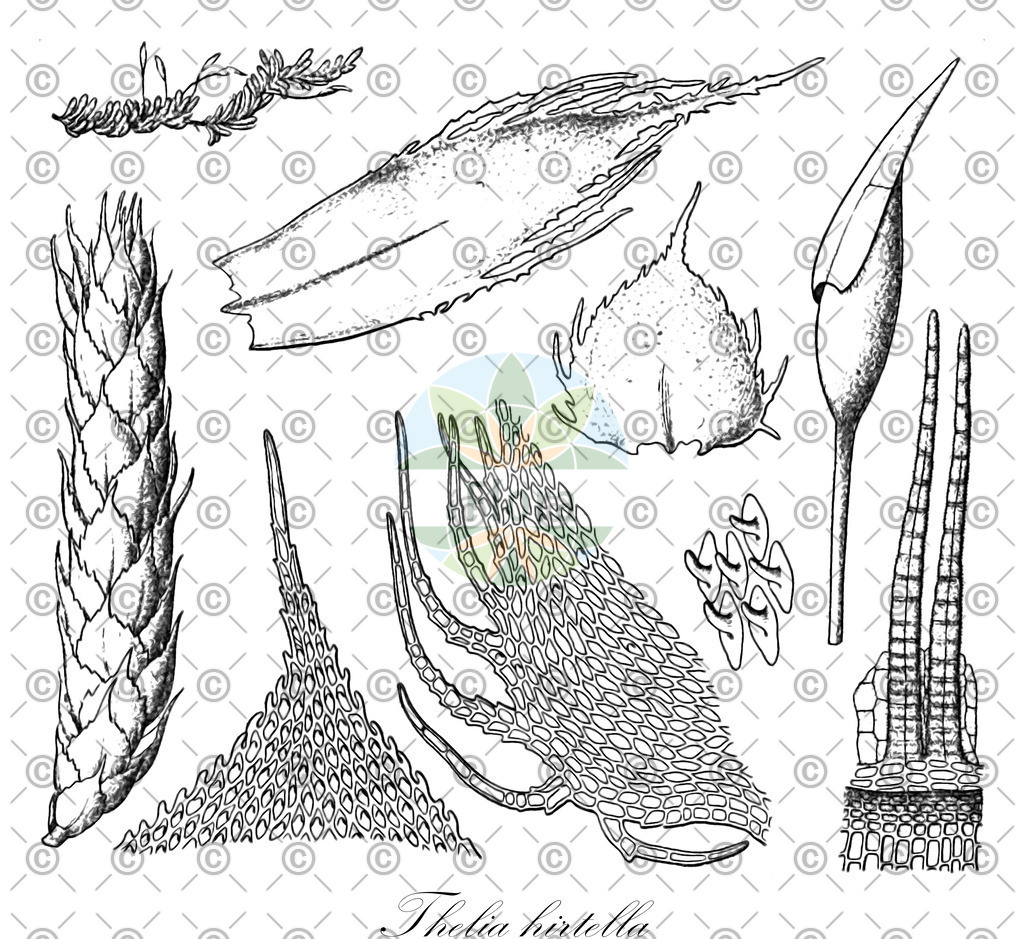 HistAbb_wfo-0001256545_1_ENZY_Simple | Historische Abbildung von Thelia hirtella - Theliaceae | Historical Illustration of Thelia hirtella - Theliaceae