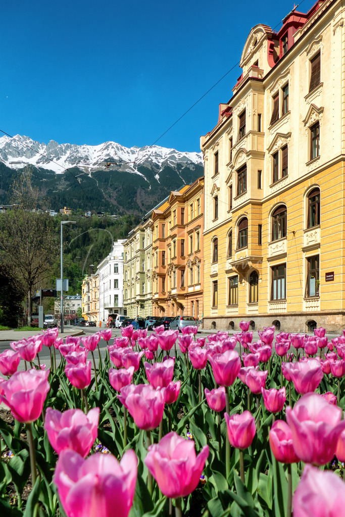 Saggen | Frühling im Saggen