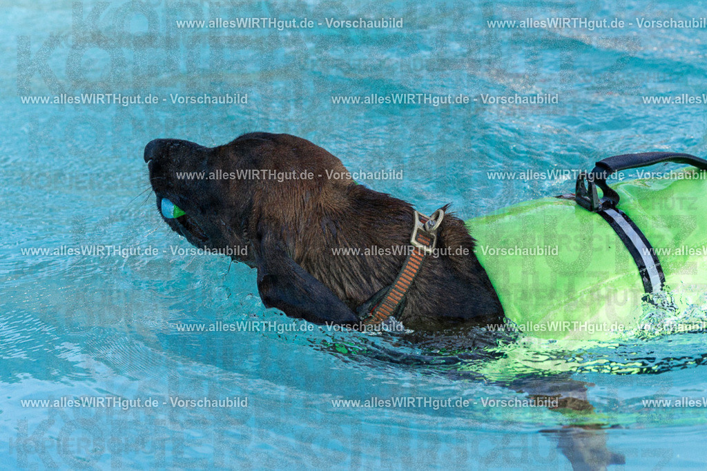 Hundeschwimmen_Volksbad_2026-allesWIRTHgut_Tierfotografie-2609061608-FAY07383 | Professionelle Tierfotografie in Mönchengladbach von Daniel Wirth (allesWIRTHgut). Liebevolle & natürliche Bilder von Hunden & Katzen für unvergessliche Erinnerungen.