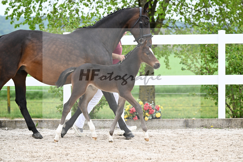 Kat-Nr. 20 SF Stakkato Cornet x Candillo_Haefele_23260788 | hf-fotografie - Realisiert mit Pictrs.com