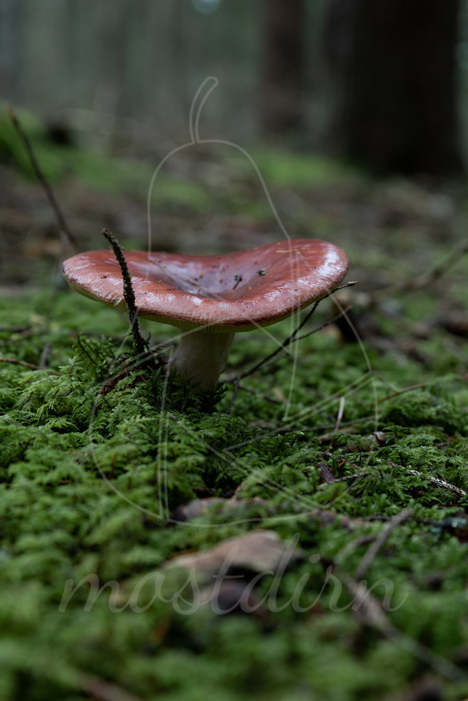 Pilz  | Bei Veröffentlichung des Bildes ist eine Namensnennung wie folgt erforderlich: 
Foto: Mostdirn Irmgard Wieser - Realisiert mit Pictrs.com