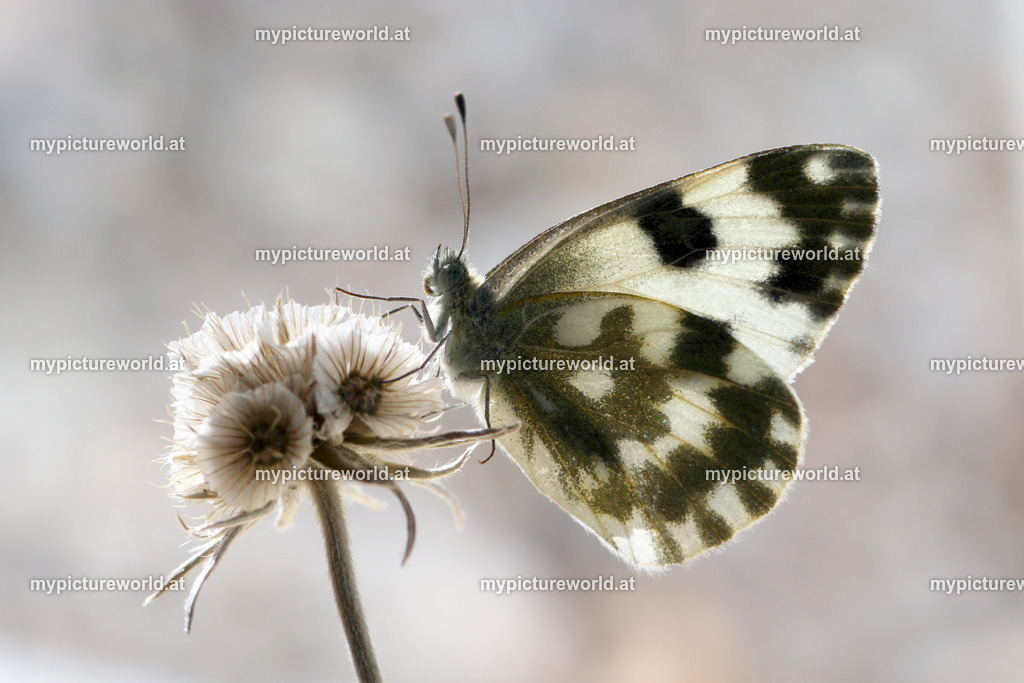 Pontia edusa-004 | Das Bilderarchiv über Tiere, Planzen und Landschaften. In der Bilddatenbank finden Sie ein große Auswahl an hochwertigen Bilder für Ihre Werbung - Realisiert mit Pictrs.com