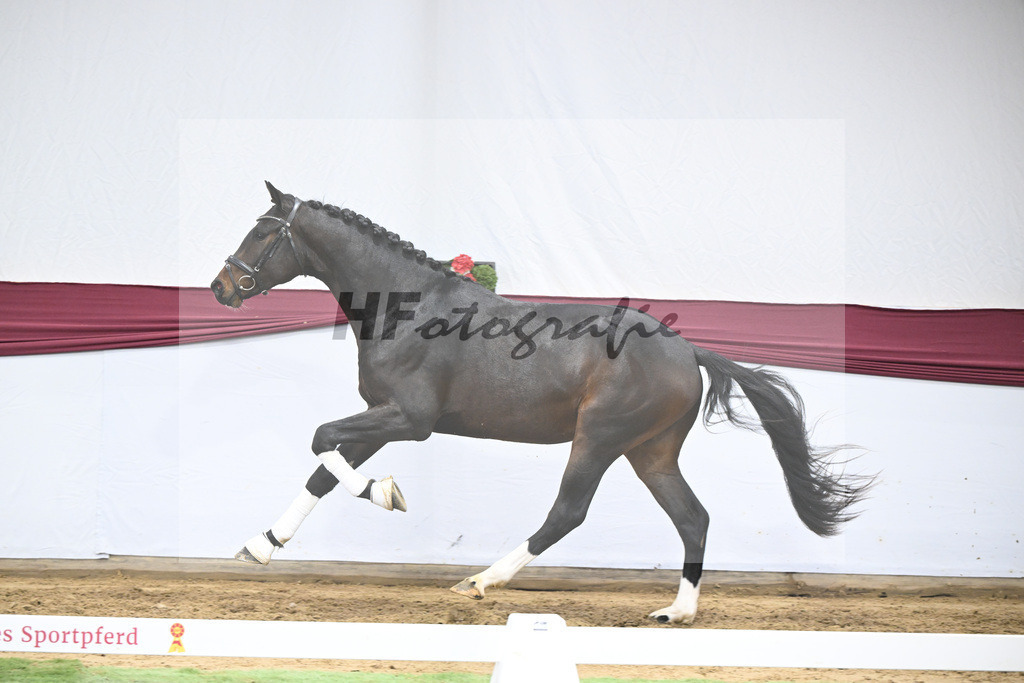 Kat-Nr. 28 Vidar x Zoom_Willi Schneider_47250941 | hf-fotografie - Realisiert mit Pictrs.com