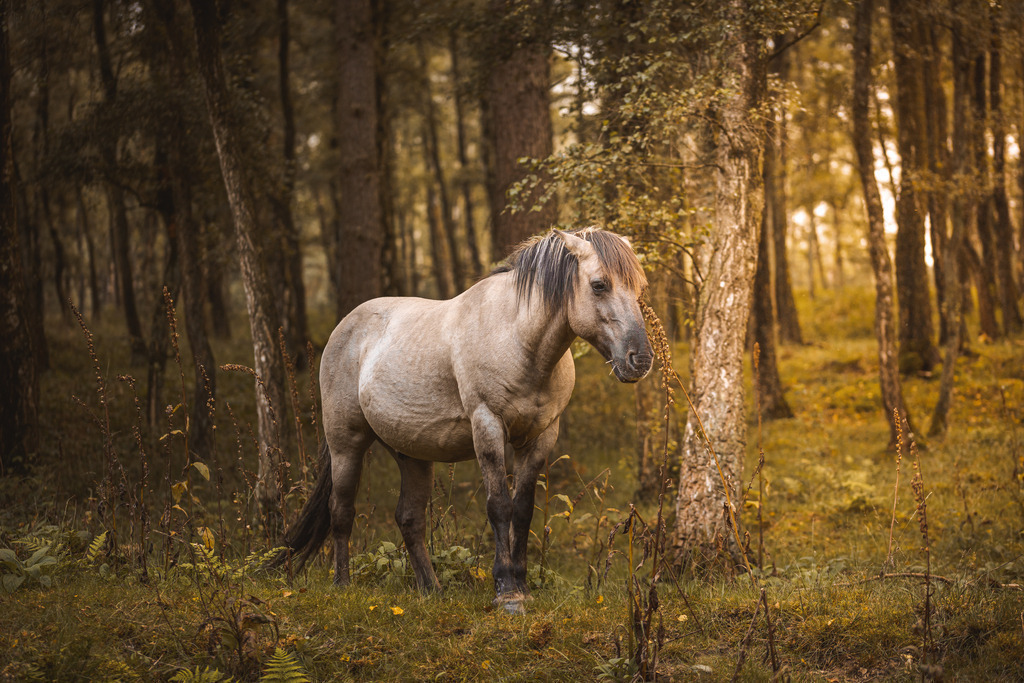 Wildpferd im Wald | Hier jetzt die schönsten Landschaft,Wetter und Tier als Wandbilder und vieles mehr zum günstigen preis bestellen, Der Fotograf aus Heiligenhaus - Realisiert mit Pictrs.com