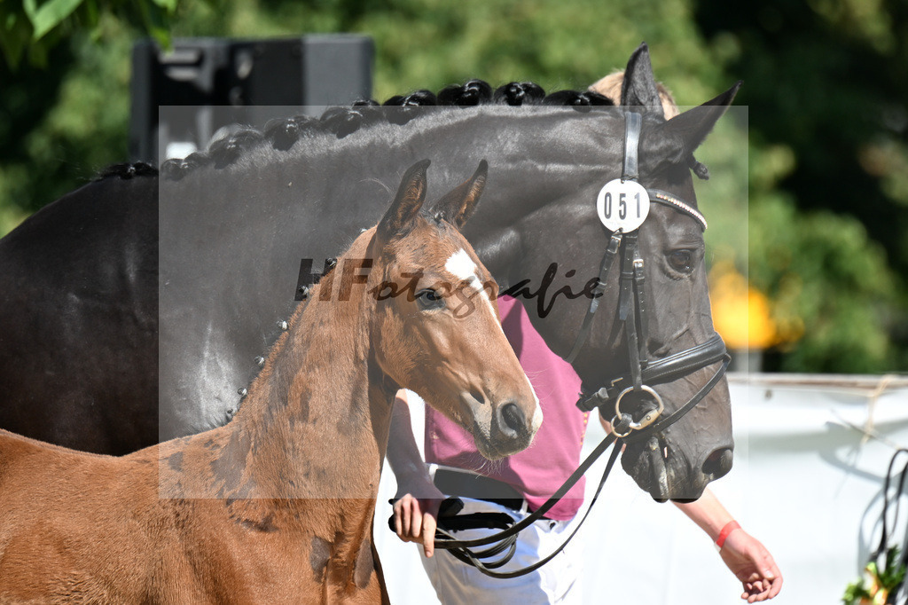 Kat-Nr. 51 Va Bene x Rosengold_HF_Fleischmann u Knoll GbR_29251428 | hf-fotografie - Realizzato con Pictrs.com