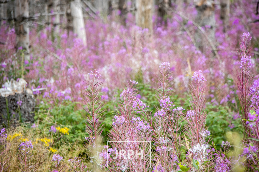 IMG_7953 | jrph - Realisiert mit Pictrs.com