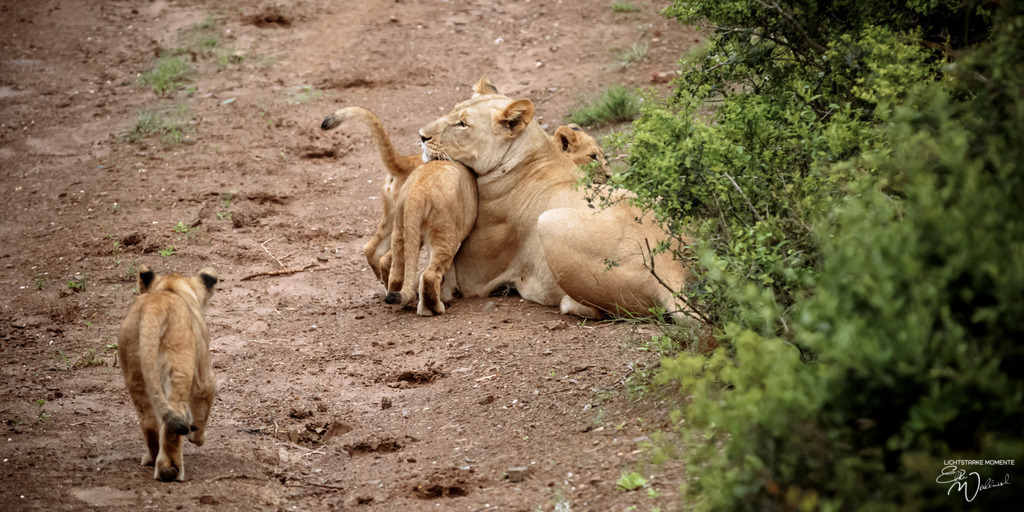 20231009-162636 SOUTHAFRIKA_-1 | Herzlich willkommen auf meiner Seite! Ich bin Elke Wallnisch, Deine Fotografin für lichtstarke Momente. Der Name steht für alles, was mich mit der Fotografie verbindet: Das Licht und seine machtvolle Wirkung auf eine Situation oder unsere Stimmung - Realisiert mit Pictrs.com
