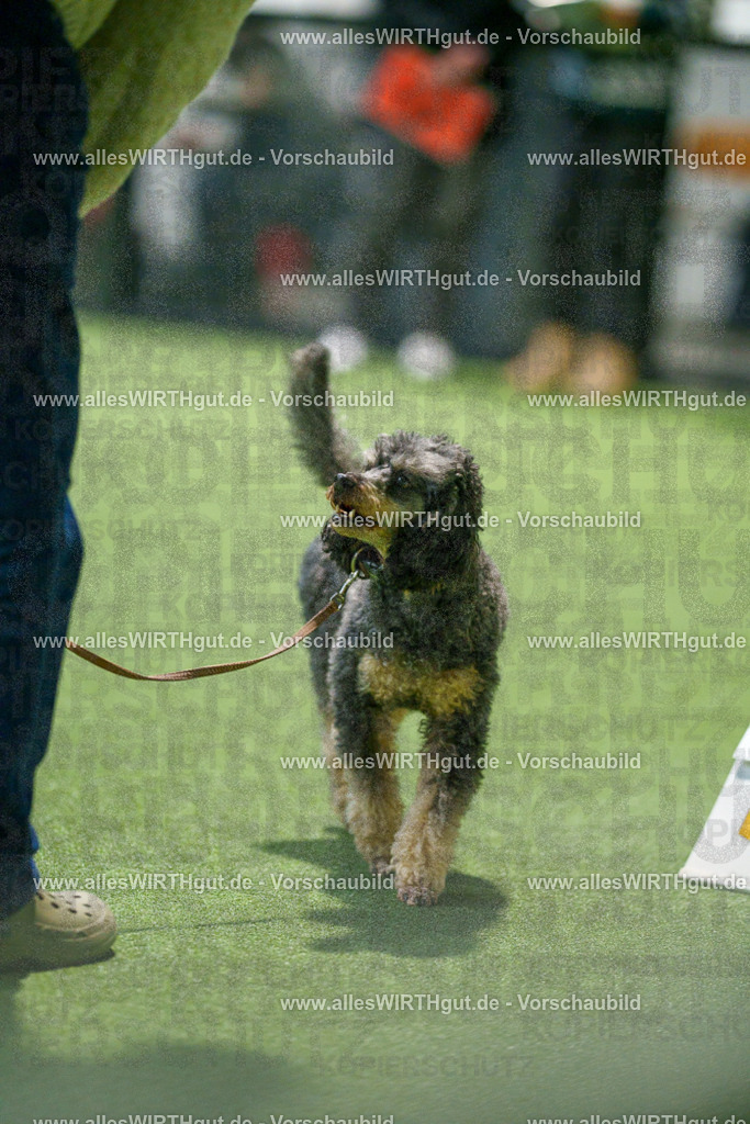 7R505709 | Professionelle Tierfotografie in Mönchengladbach von Daniel Wirth (allesWIRTHgut). Liebevolle & natürliche Bilder von Hunden & Katzen für unvergessliche Erinnerungen.