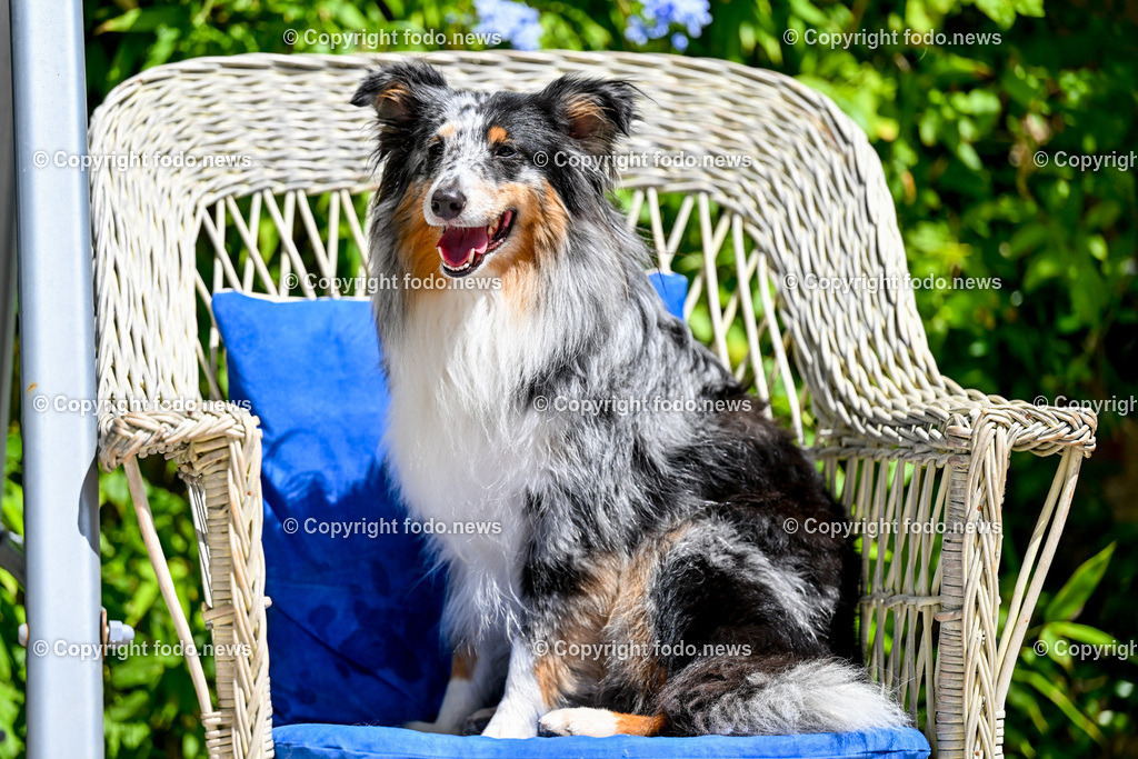 Hunde in Kroatien_ 31.07.2023-48 | 31.07.2023, Kroatien, HRV, Brač, Insel in Dalmatien im Bild Hunde, Shelties