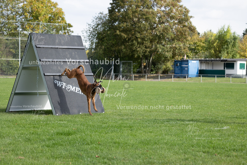 _16A6627 | Einzigartige Fotos von Hunden & Menschen –Actionfotos, Portraits, Vereinsaufnahmen & Paarshootings – authentisch, lebendig & mit Herz.