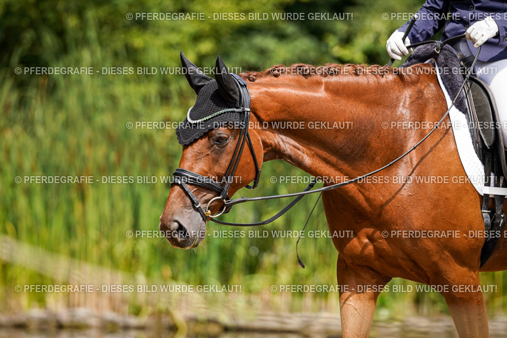 DSC00686 | Pferdegrafie