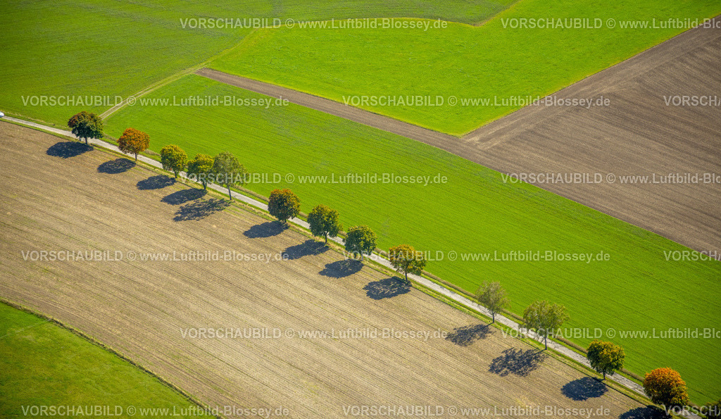 Schmallenberg220903671BadFredeburg | , Luftbild, Baumallee am StraÃŸenrand, Formen und Farben, StraÃŸe Auf dem Loh, Wormbach, Schmallenberg, Sauerland, Nordrhein-Westfalen, Deutschland