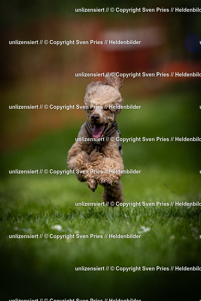 Sven Pries | 2025-04-13 - Hunderennen Baden-Baden - Realisiert mit Pictrs.com