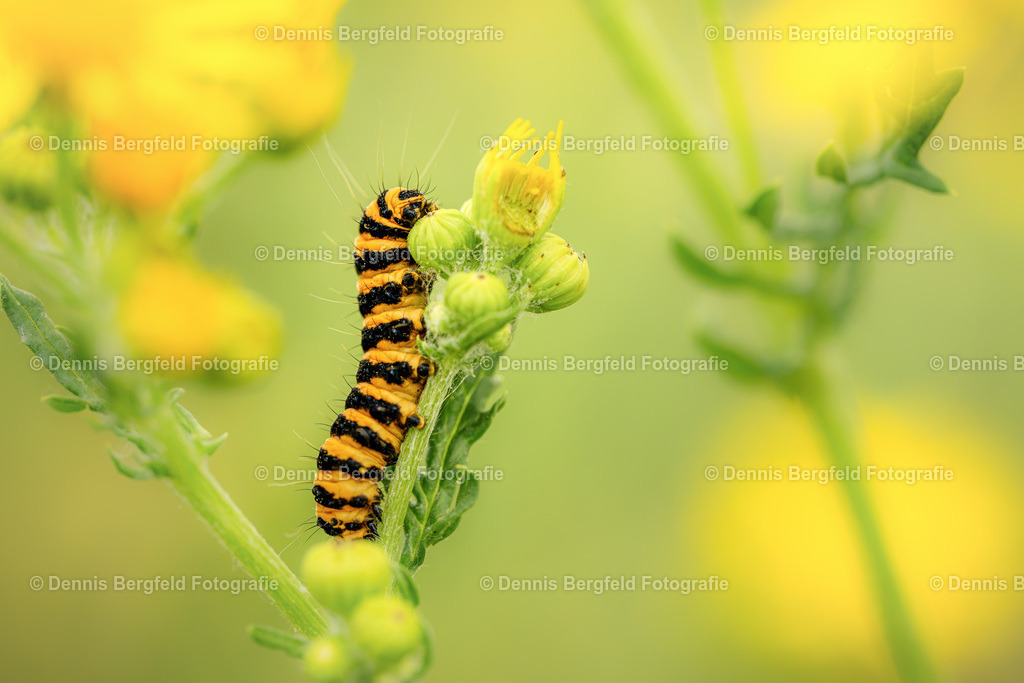 Raupe 1 | Entdecken Sie Natur, Makro und Tierfotografie von Dennis Bergfeld.Besondere Momente und Details der Natur, hochwertig als Foto und Wandbild erhältlich. - Realisiert mit Pictrs.com