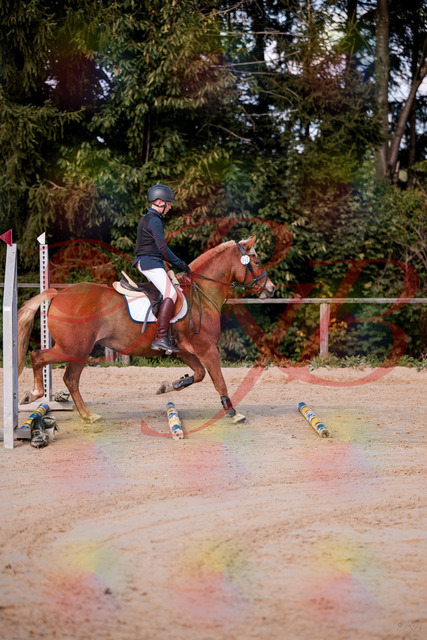 2026_10_03_Siefer-Hof_144625_Z81_22314308 | Professionelle Reitsport-, Turnier- und Eventfotografie von Robert Broda. Galerien mit ausgewählten und bearbeiteten Bildern direkt online ansehen und bestellen.