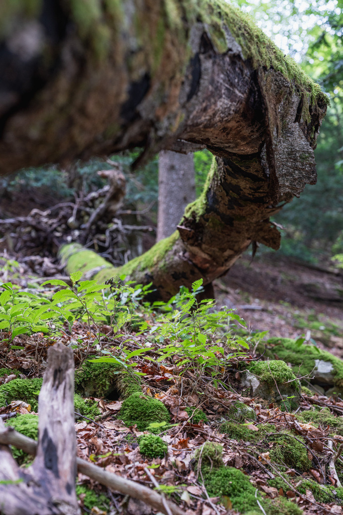 ZD250916093358 | Fotoshop von zweidimensional Fotografie. Ihr Fotograf im Aargau. Abzüge von Ihrem Fotobox Event bestellen.Abzüge von Ihrem Hochzeit bestellen.Abzüge von Ihrem Schulfotograf bestellen.