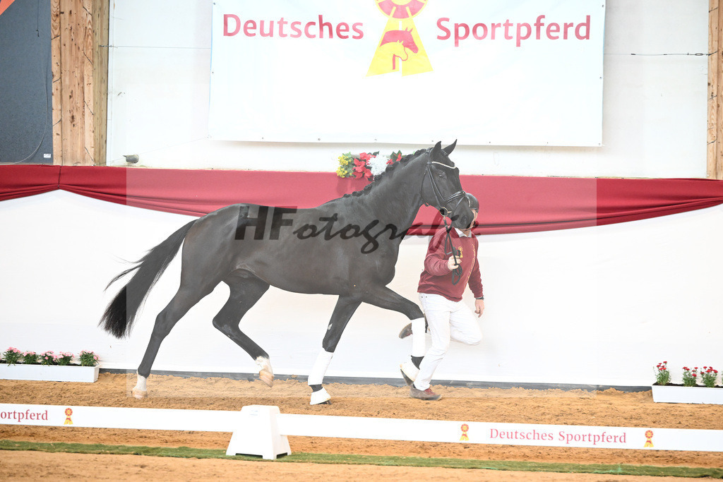 Kat-Nr. 45 Raven x Everdale_Rakelbusch_43230748 | hf-fotografie - Realisiert mit Pictrs.com