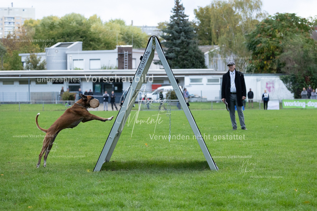 _16A4706 | Einzigartige Fotos von Hunden & Menschen –Actionfotos, Portraits, Vereinsaufnahmen & Paarshootings – authentisch, lebendig & mit Herz.