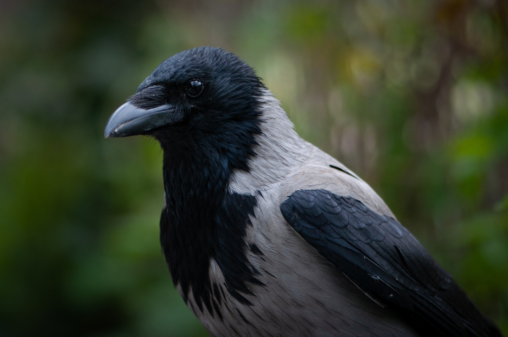 DSC_7528 | kaefersammler_roy - Realisiert mit Pictrs.com