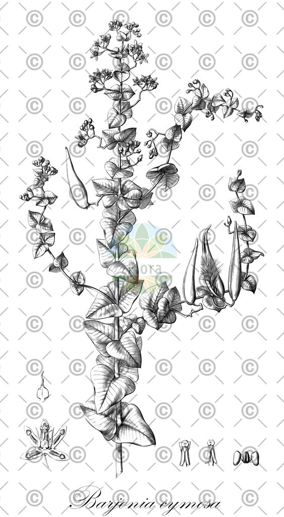 HistAbb_wfo-0000317384_1_ENZY_Simple | Historische Abbildung von Barjonia cymosa - Apocynaceae | Historical Illustration of Barjonia cymosa - Apocynaceae