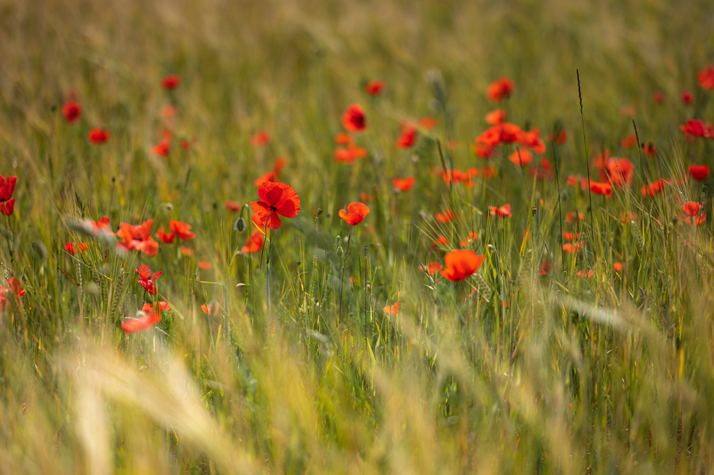 _DSC2621 | renerovisanfotoart.com