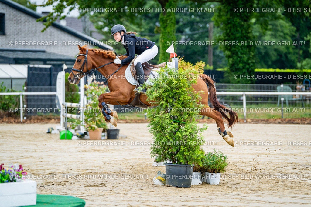 DSC01579 | Pferdegrafie