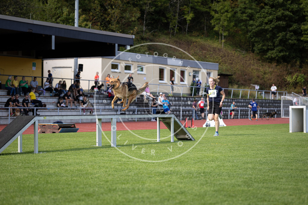 Pfotenfotografie_DV3A8767 | Hundefotografie, Tierfotograf, Pfotenfotografie, Fotoshooting Hund, Hunde Portrait, Hundesport, Hundeportraits, Heideshooting, Hunde, Sportfotograf, Hundefotograf, Turnierhundsport, THS,  - Realisiert mit Pictrs.com