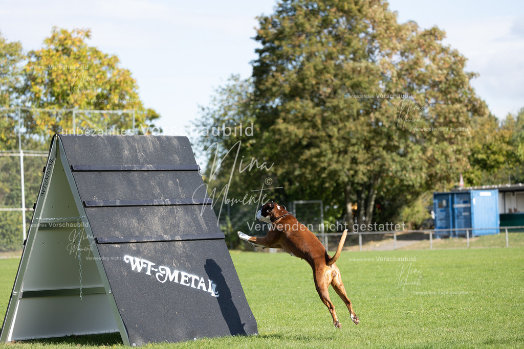 _16A6952 | Einzigartige Fotos von Hunden & Menschen –Actionfotos, Portraits, Vereinsaufnahmen & Paarshootings – authentisch, lebendig & mit Herz.