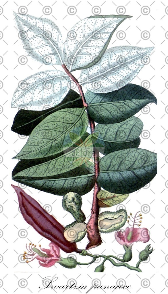 HistAbb_EMP_22863_SRC_Schlechtendal_FLORAD_SIMPLE | Historische Abbildung von Swartzia panacoco - Fabaceae | Historical Illustration of Swartzia panacoco - Fabaceae