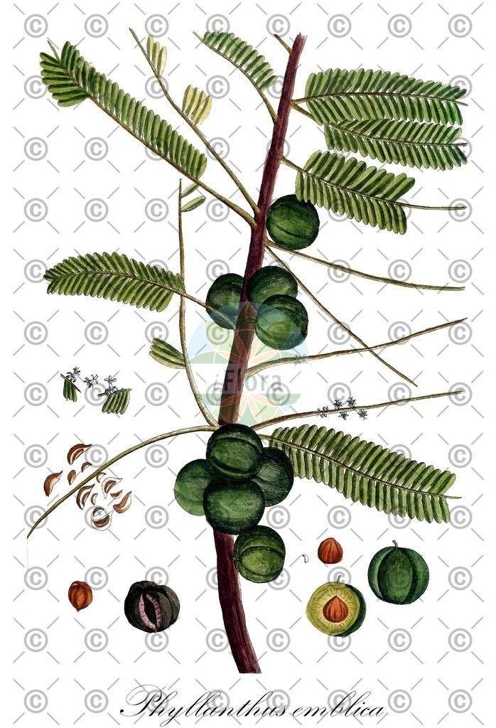 HistAbb_wfo-0000272401_2_ENZY_Simple | Historische Abbildung von Phyllanthus emblica - Phyllanthaceae (Amblabaum) | Historical Illustration of Phyllanthus emblica - Phyllanthaceae