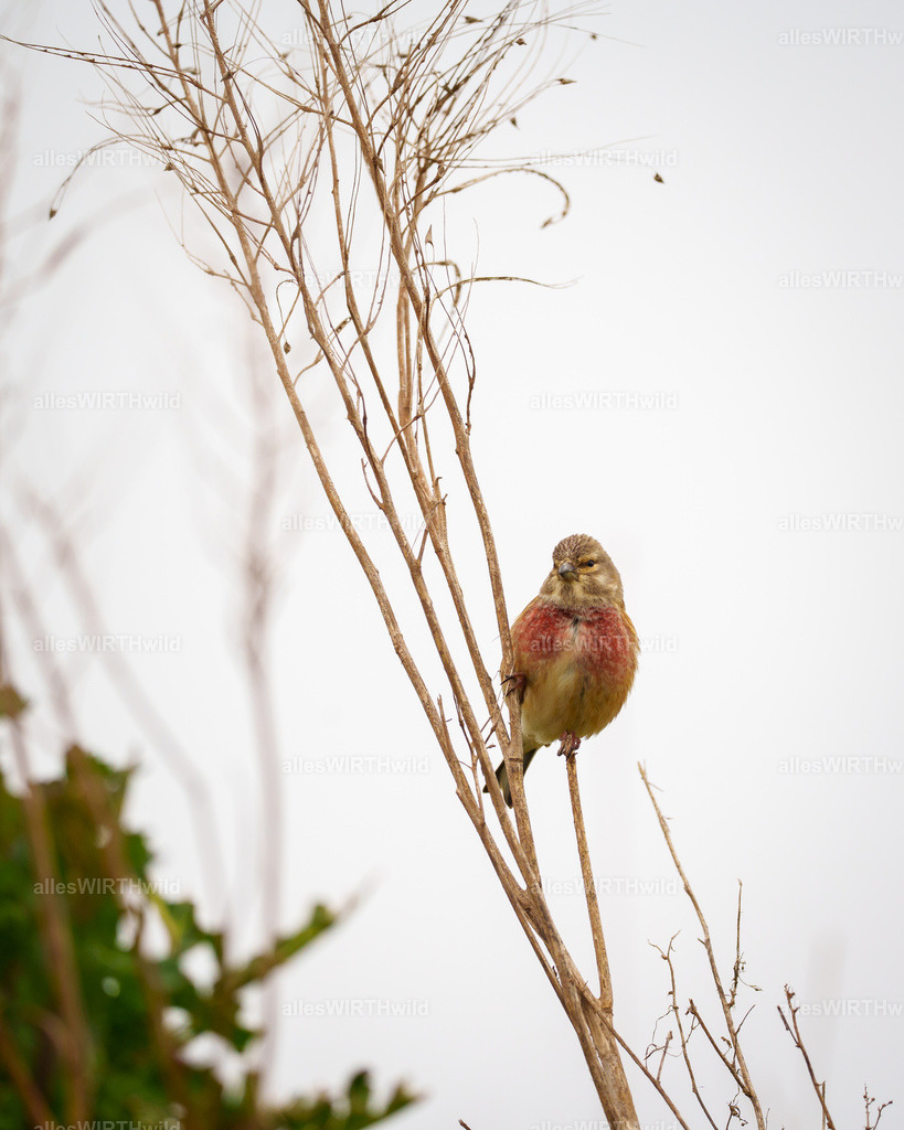 allesWIRTHwild.de - 7IV00229 | Entdecke die faszinierende Welt der Natur- und Wildlife-Fotografie von Daniel und Bärbel. Inspirierende Bilder von wilden Tieren und kleinen Naturwundern.