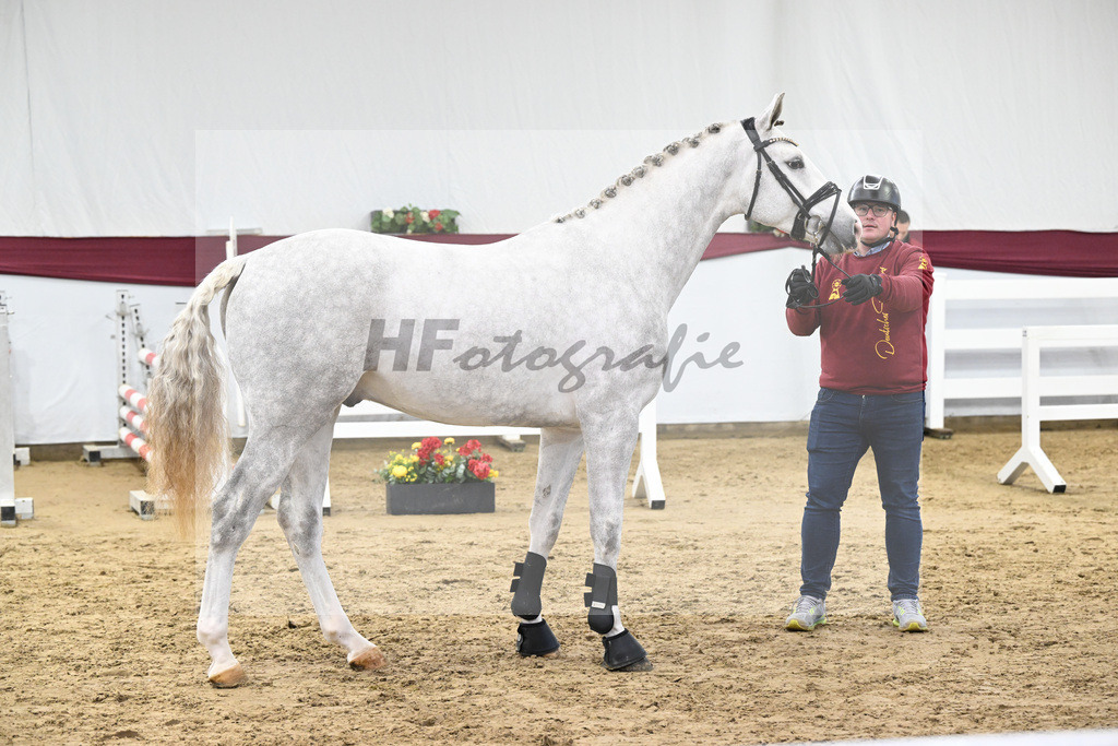 Kat-Nr. 86 Zirocco Blue x Askari_Daniela Kastner-Schoepe_47252874 | hf-fotografie - Realisiert mit Pictrs.com