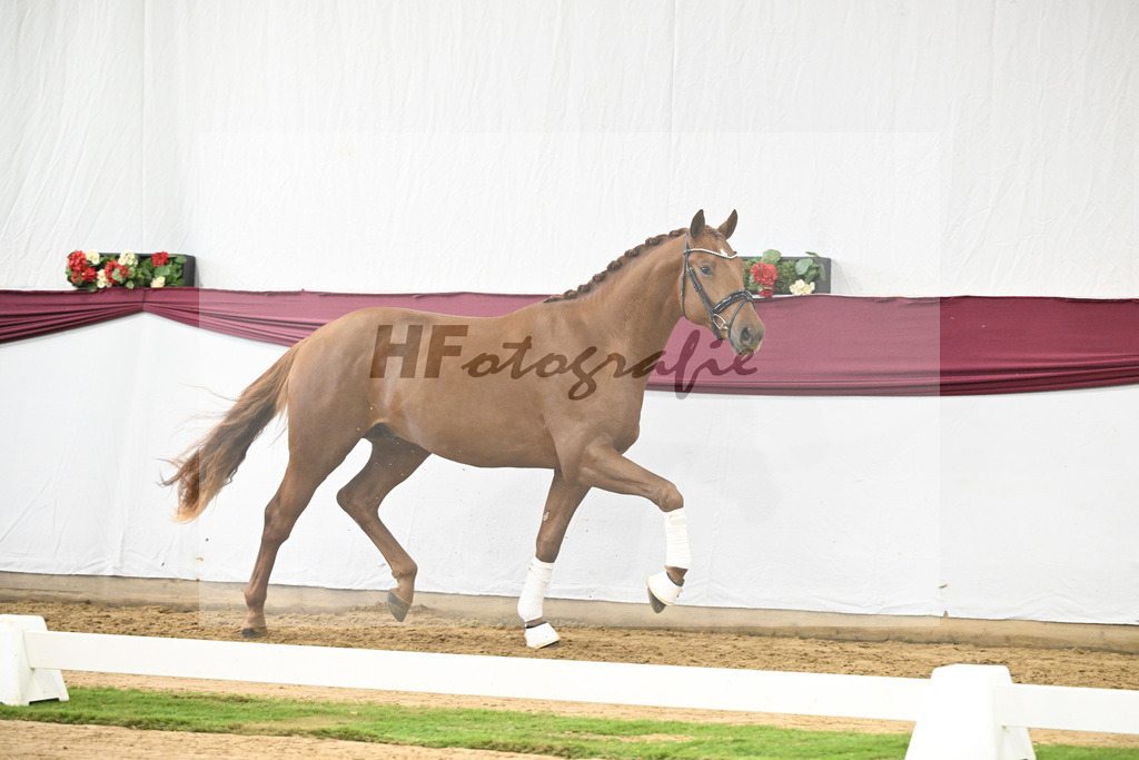 Kat-Nr. 122 Fynch Hatton x De Niro_Wolfgang Reich_47253608 | hf-fotografie - Realisiert mit Pictrs.com