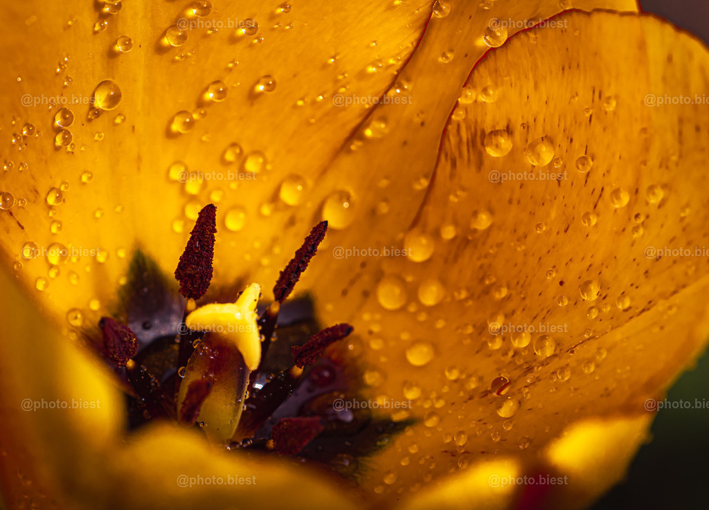 Tropfentulpe | Eine Tulpe mit Tautropfen. - Realisiert mit Pictrs.com