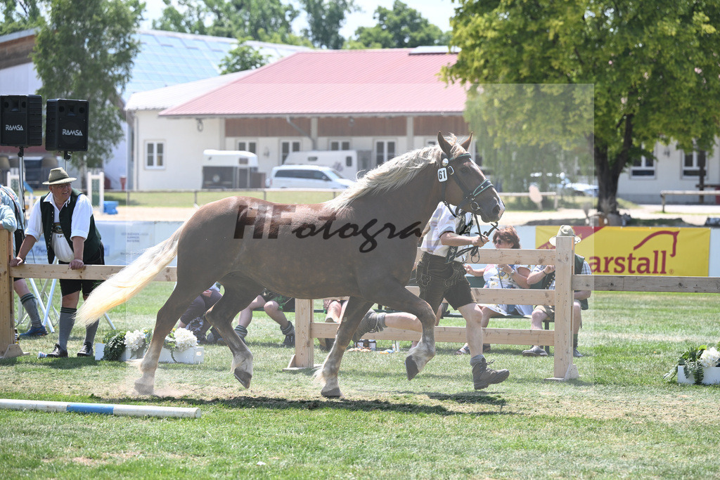 Kat-Nr. 61 Edda_Ammersinn_20230998 | hf-fotografie - Realisiert mit Pictrs.com